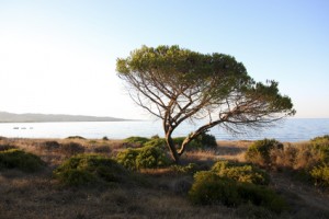 sosna_śródziemnomorska